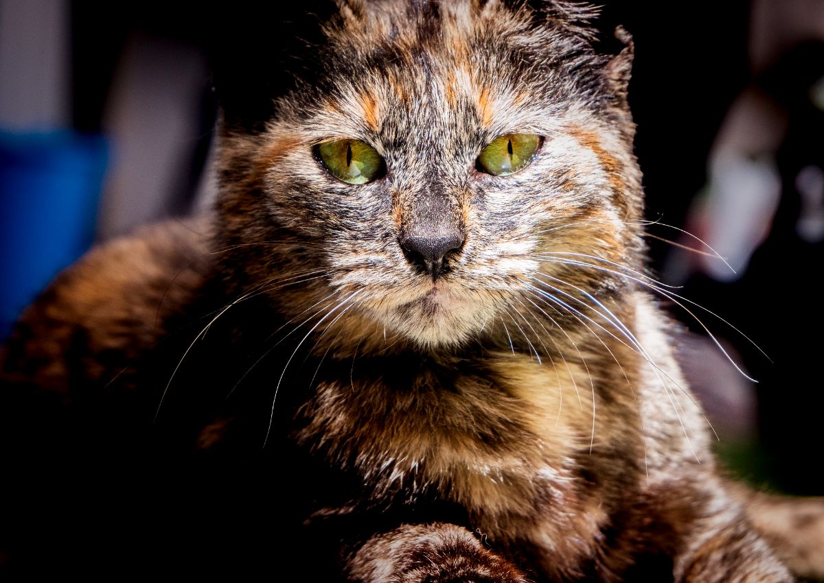 Tortoiseshell Cat Spiritual Meaning