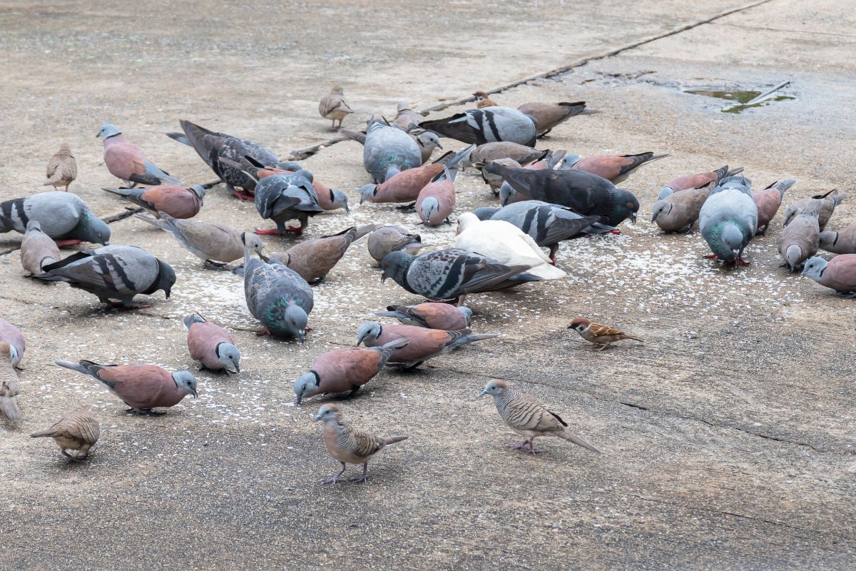 What Does It Mean When A Grey Dove Visits You (spiritually)