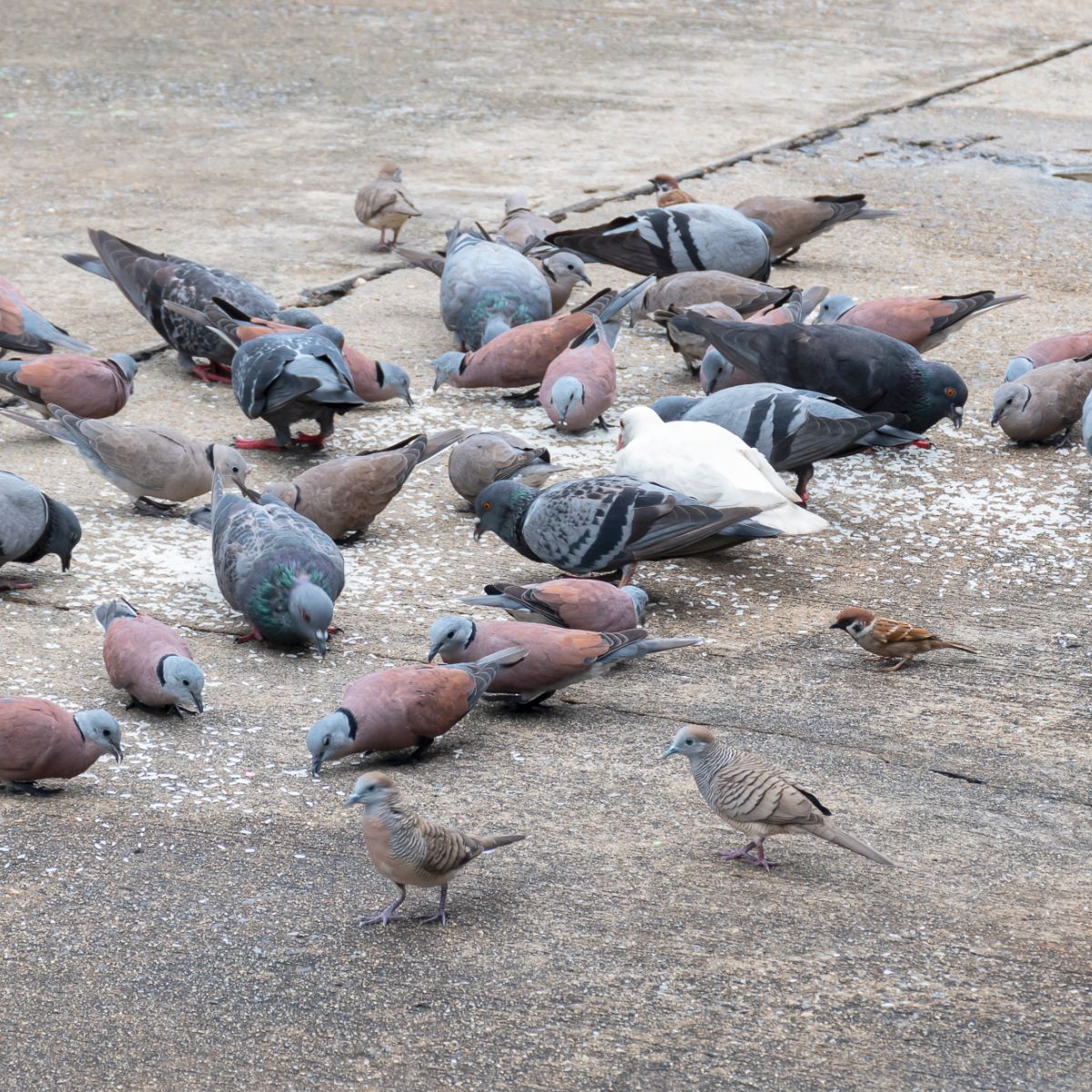 What does it mean when you see a single dove spiritually