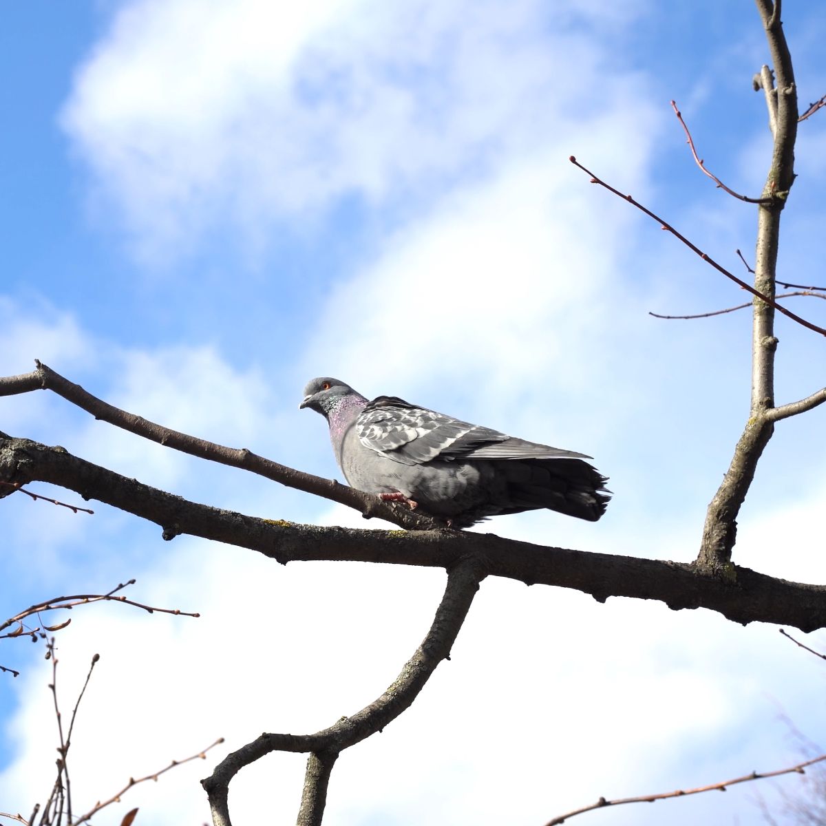 What does seeing a grey dove mean