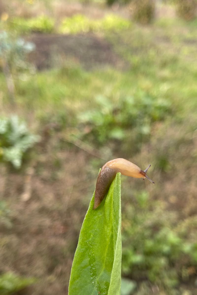 are slugs good luck or bad luck