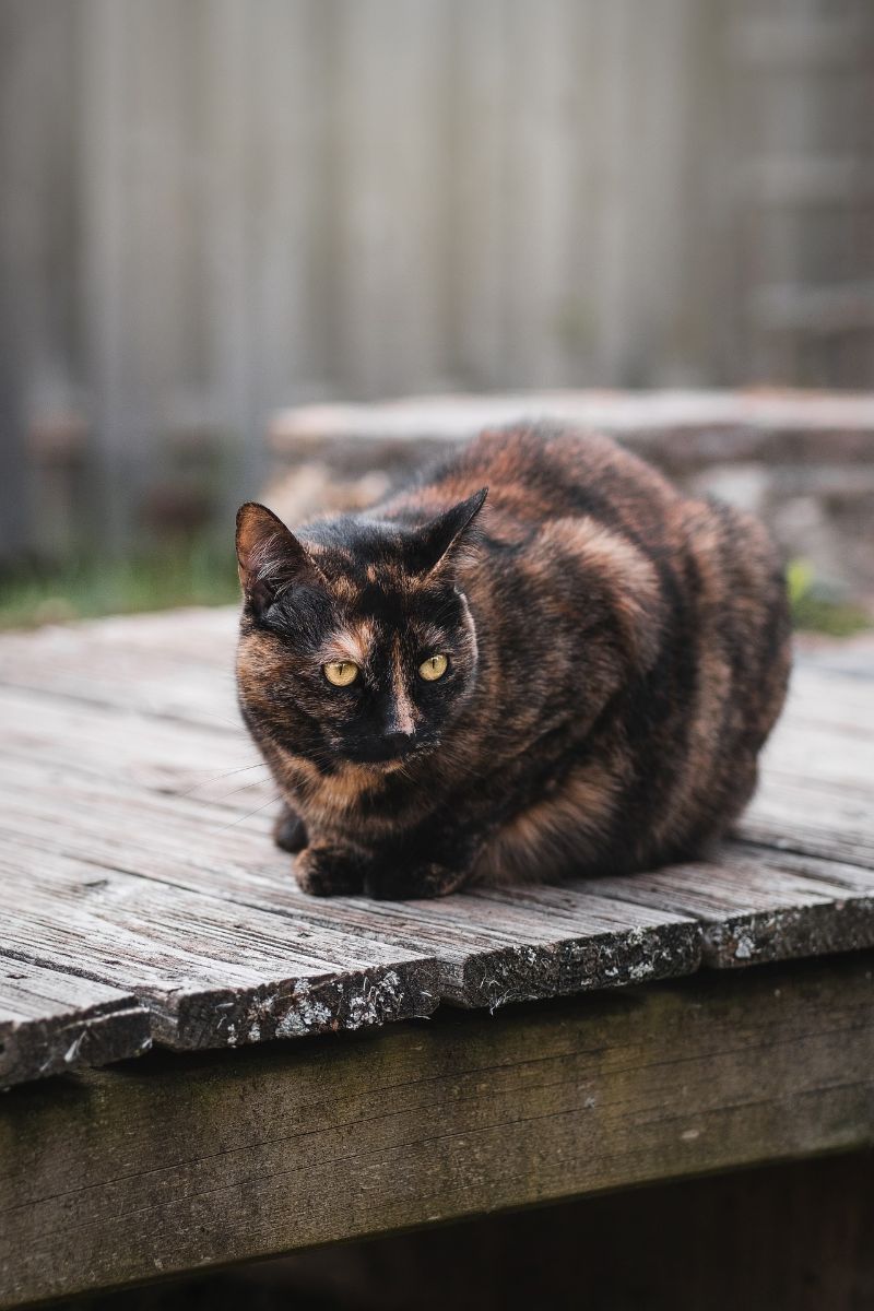 are tortie cats mean