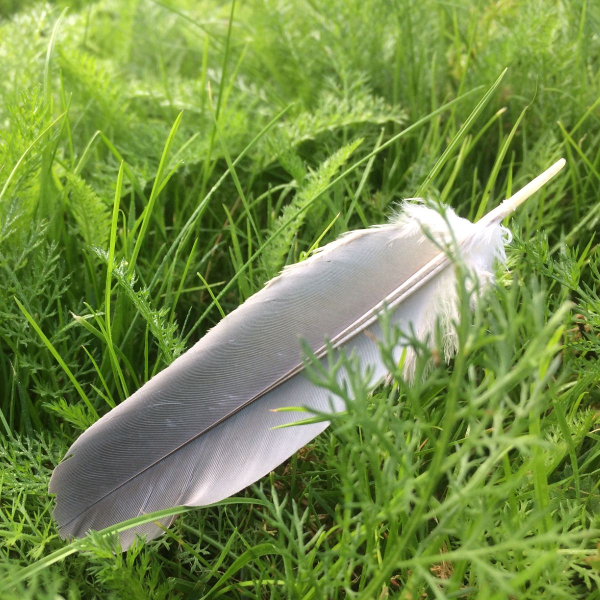 black and white bird feather