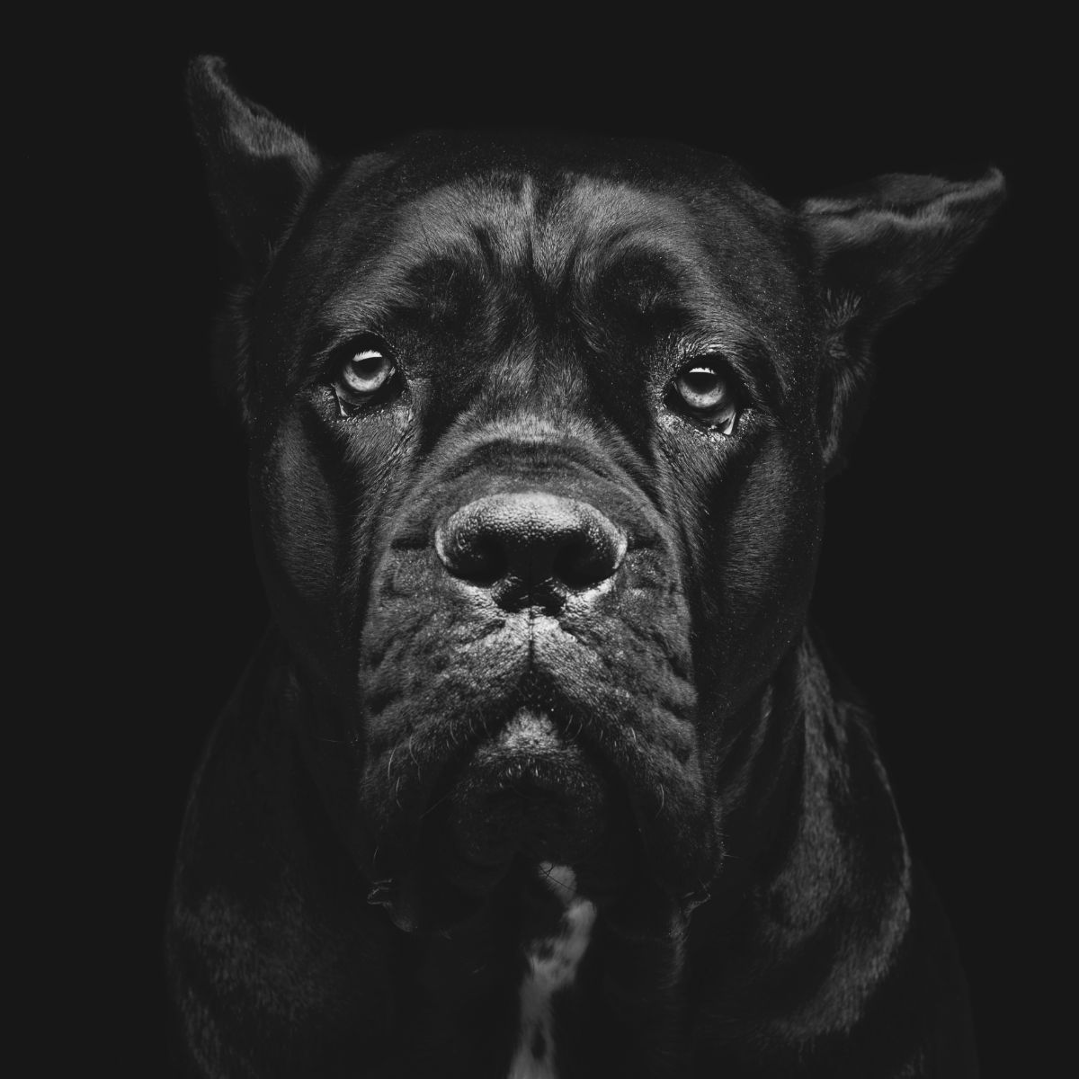 black dog spiritual meaning