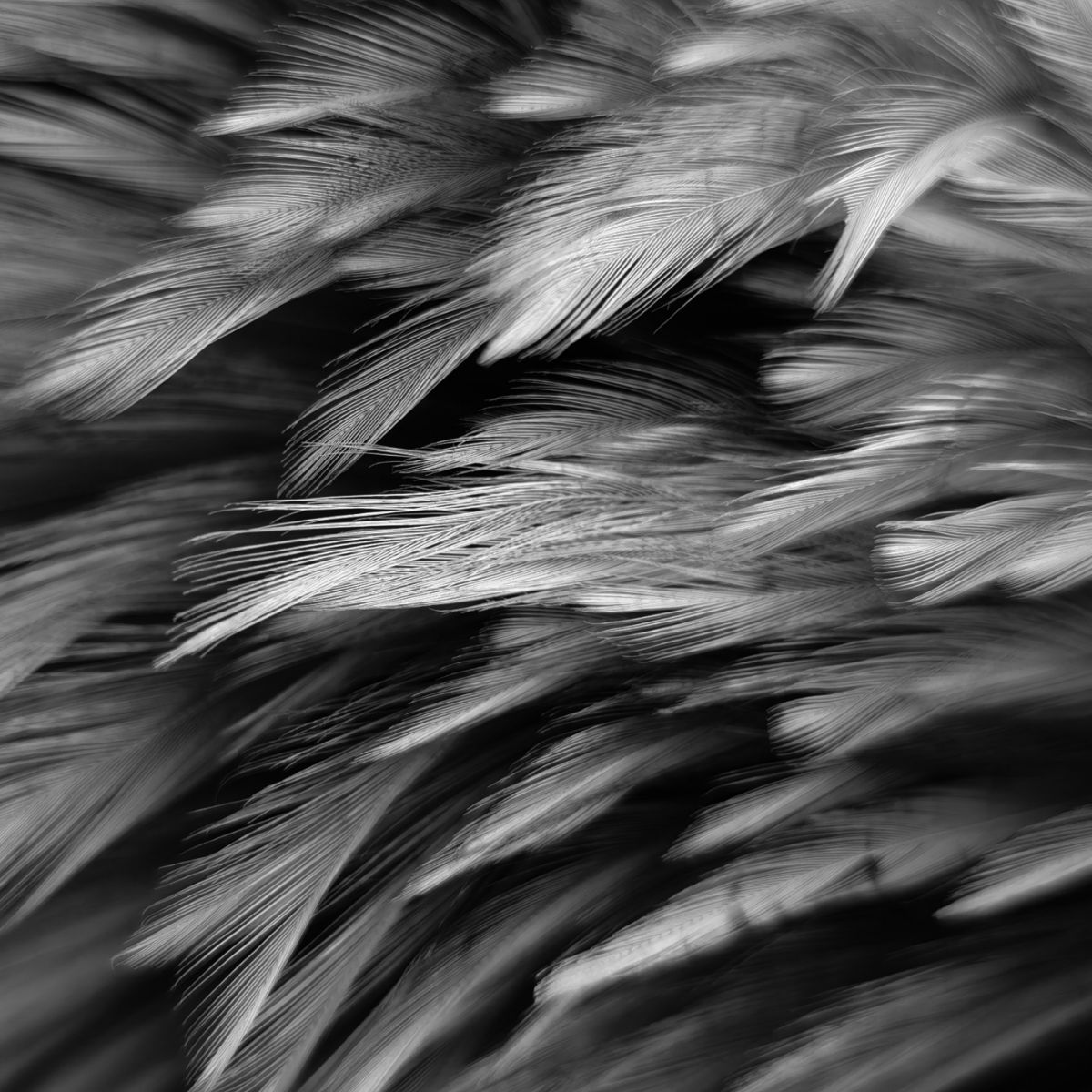 black feather with white stripes