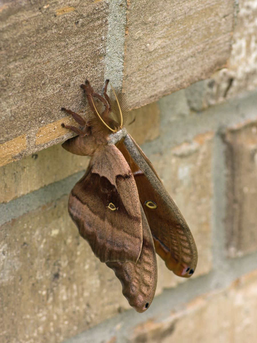 black moth meaning