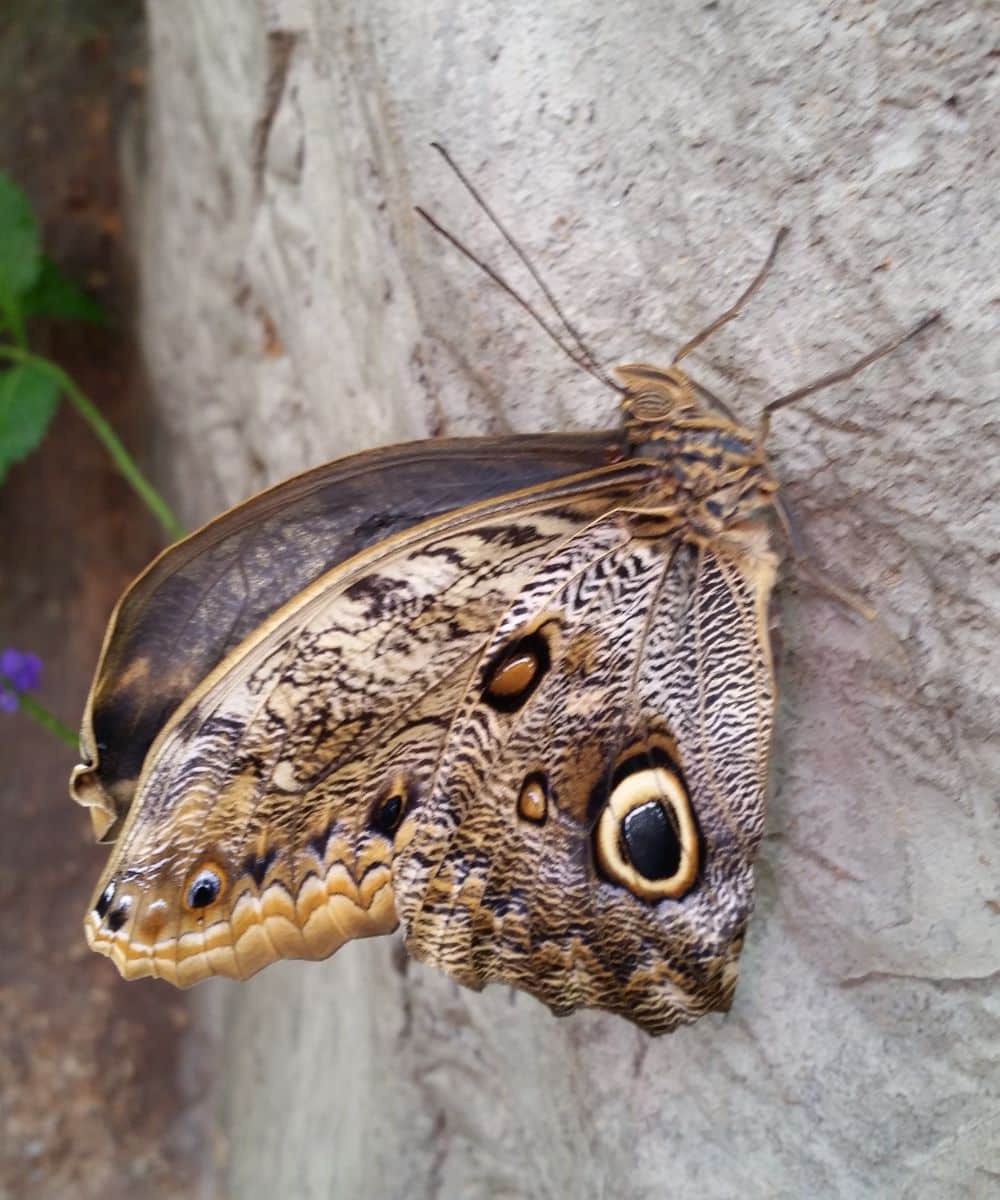 black moth spiritual meaning