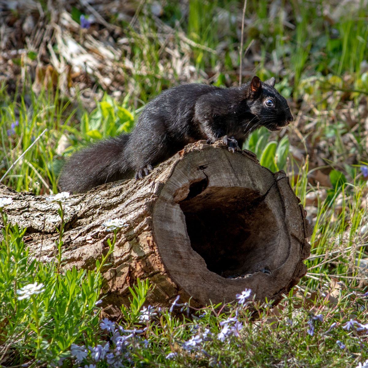 black squirrel meaning