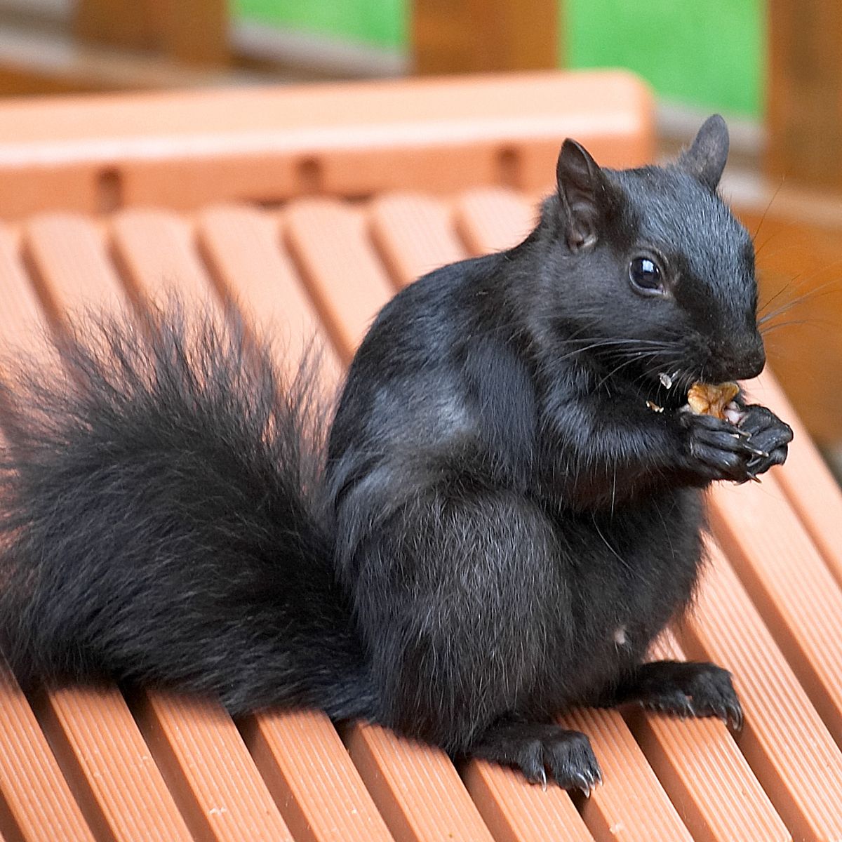 black squirrel symbolism spiritual meaning