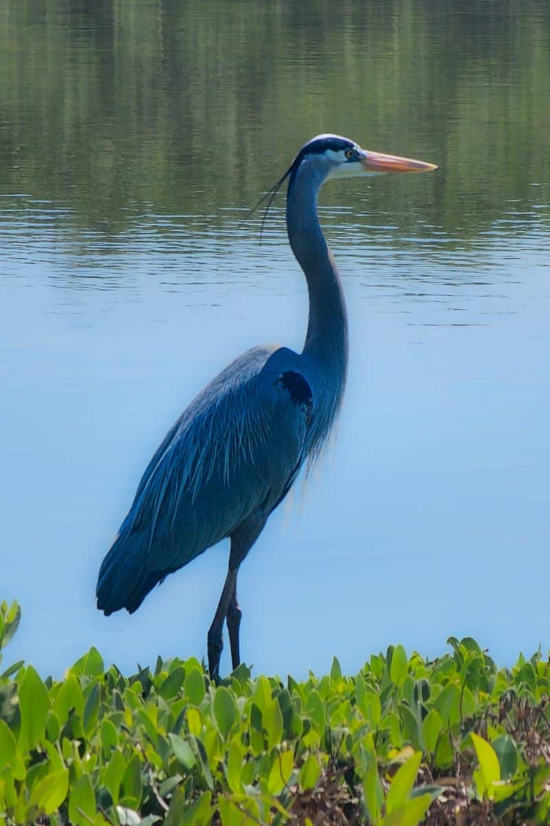 blue heron feather meaning