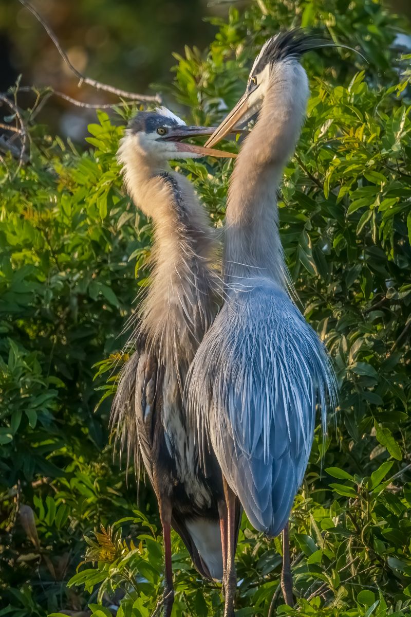 blue heron meaning