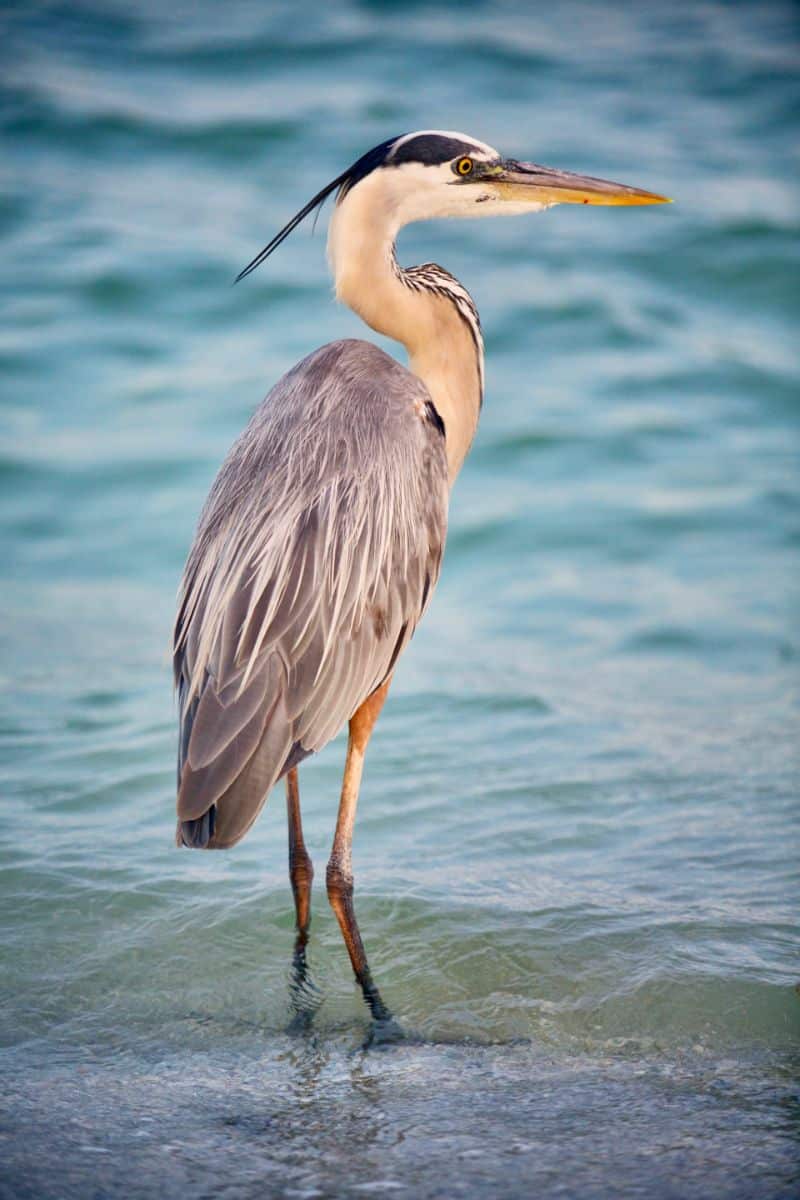 blue heron spiritual meaning