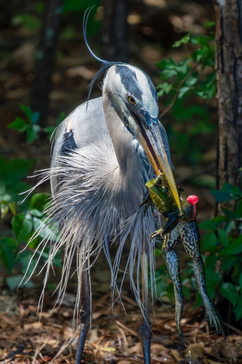 blue heron symbolism