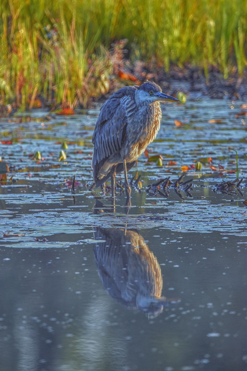 blue heron tattoo meaning