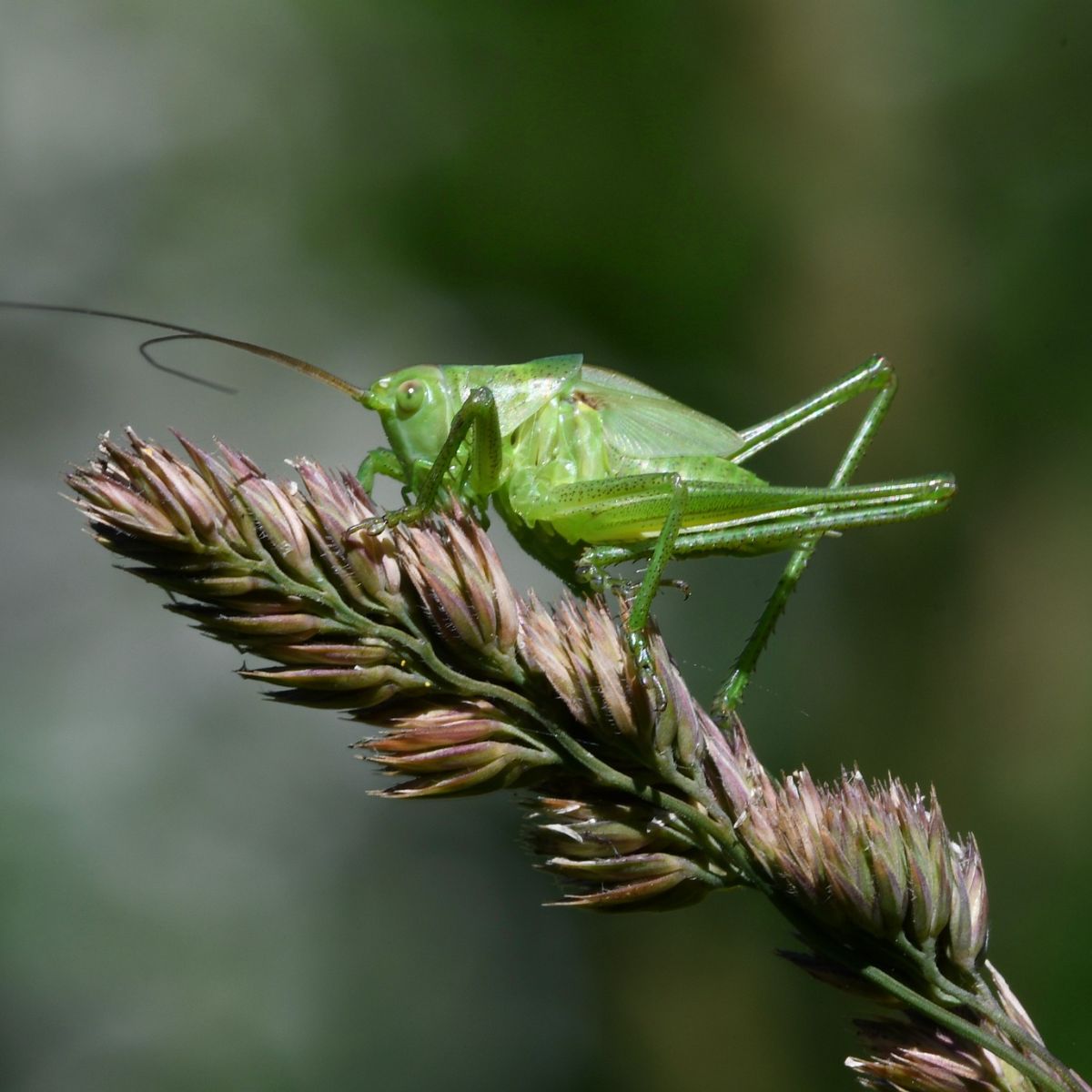 cricket in house spiritual meaning