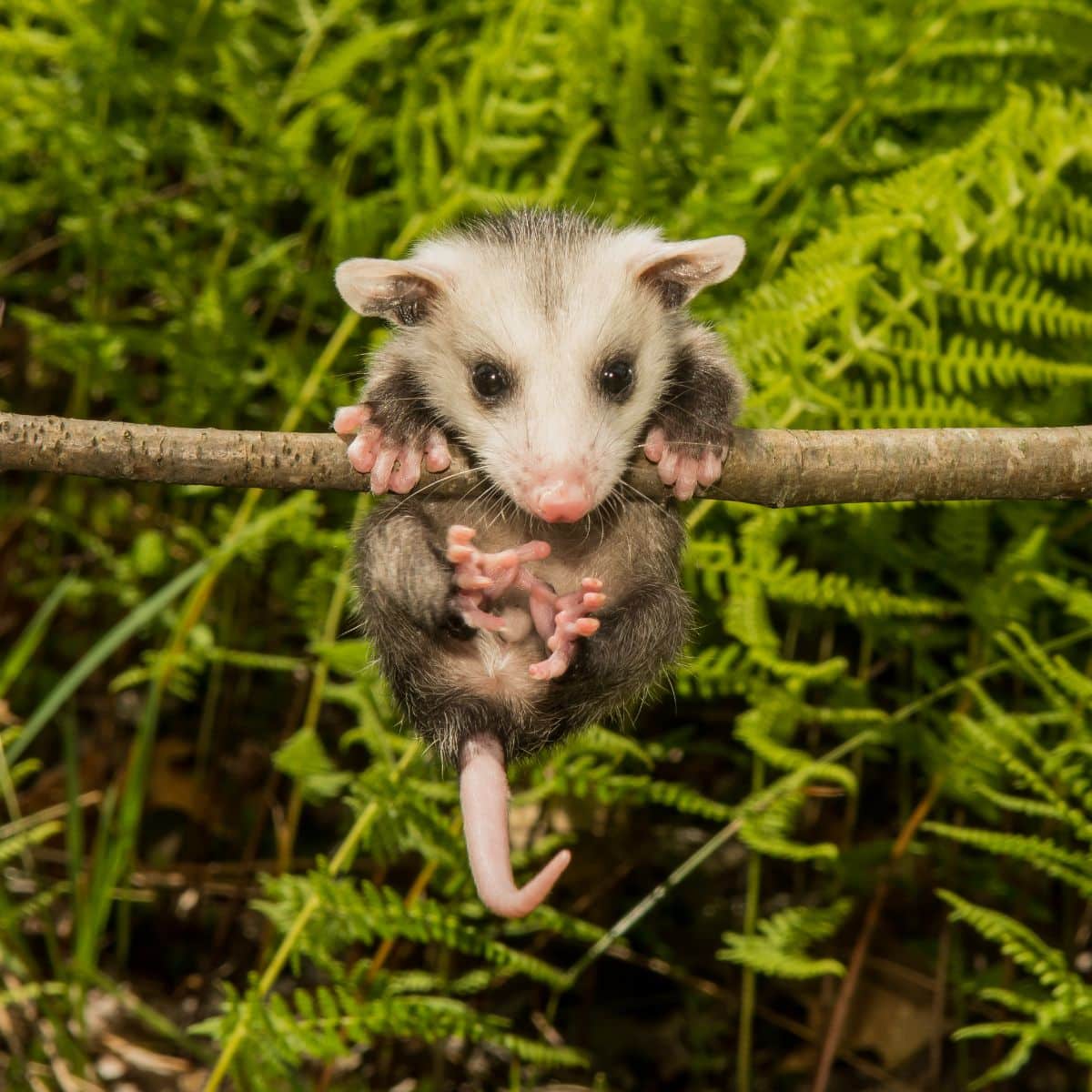 dead possum in yard spiritual meaning