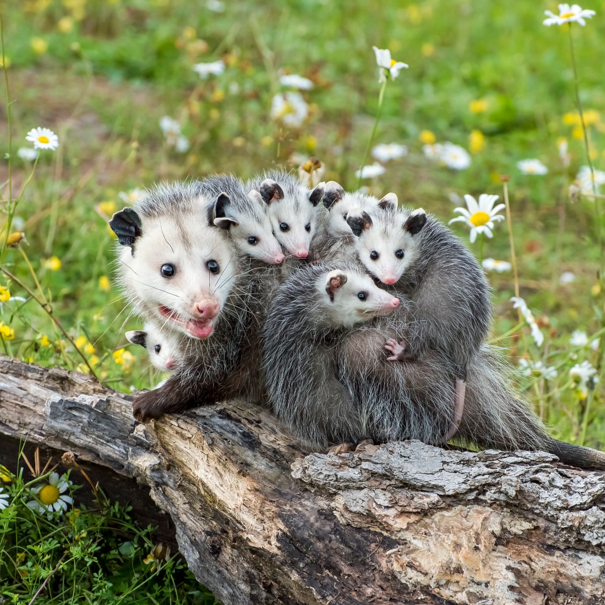 dead possum symbolism