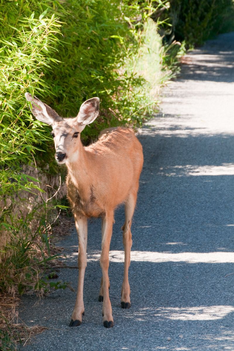 deer spiritual meaning