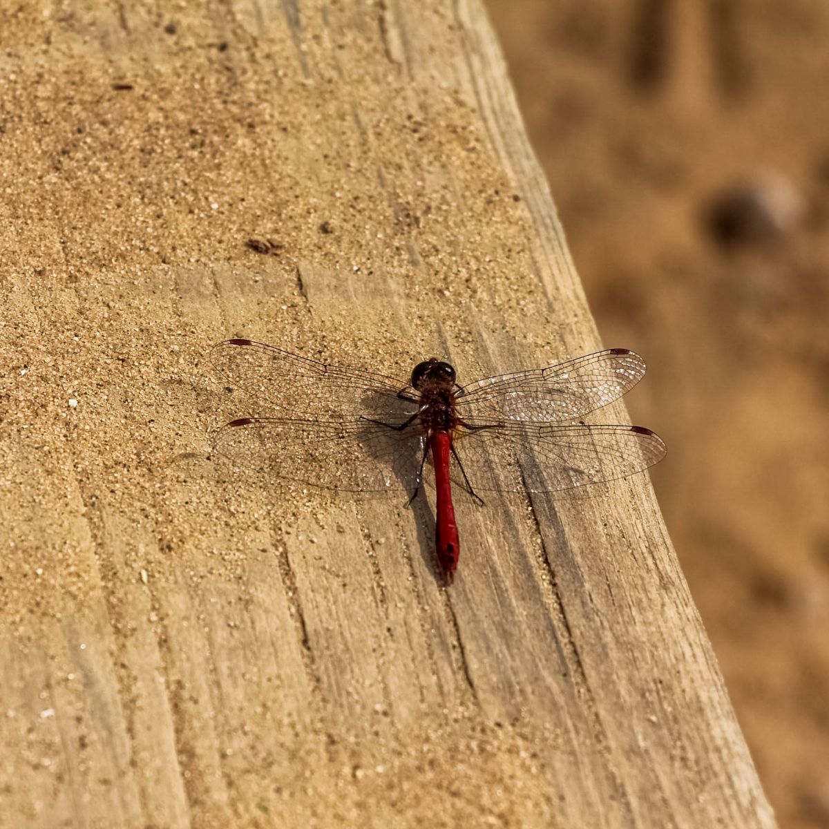 dragonfly spiritual meaning