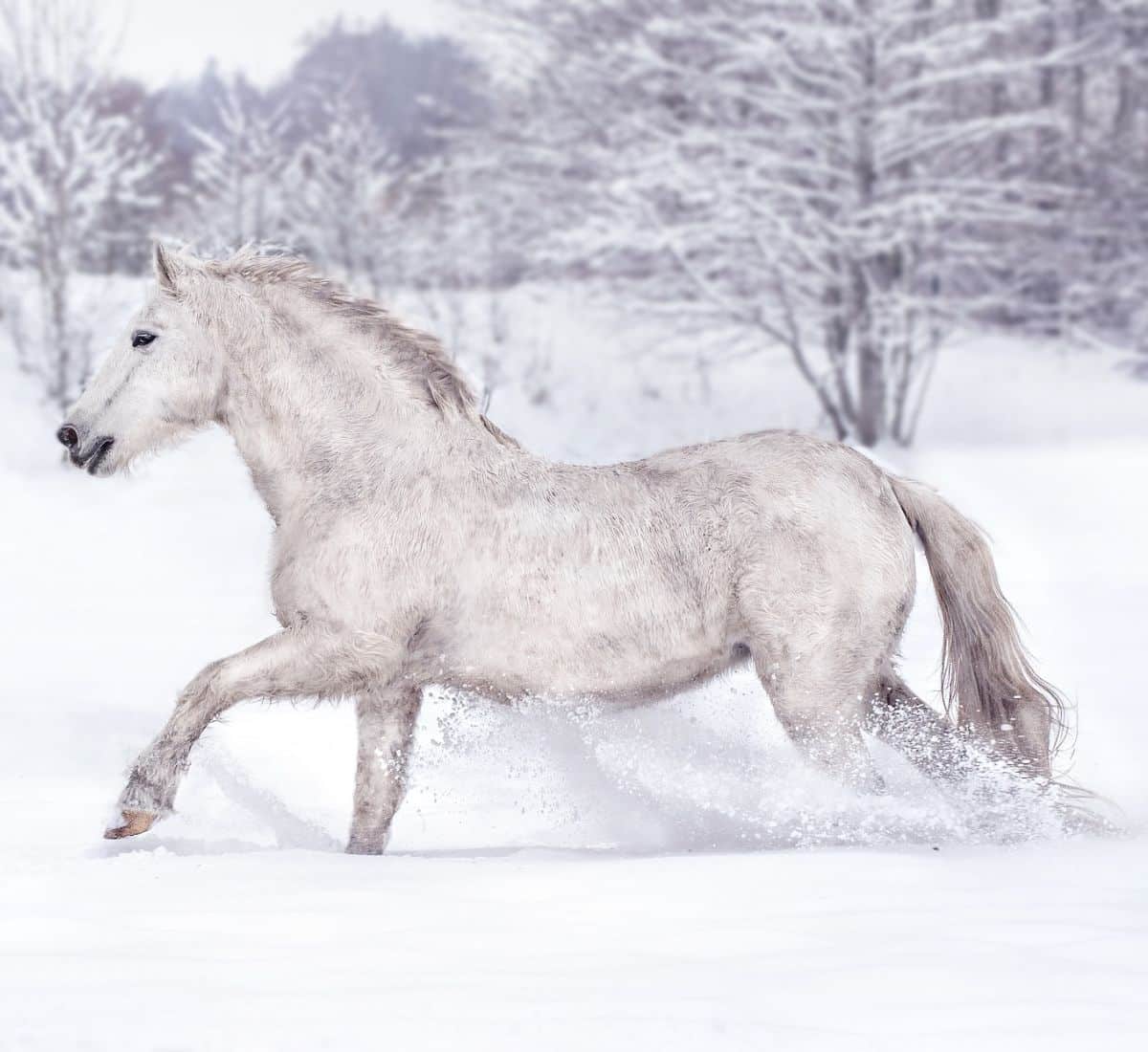 dream about a white horse