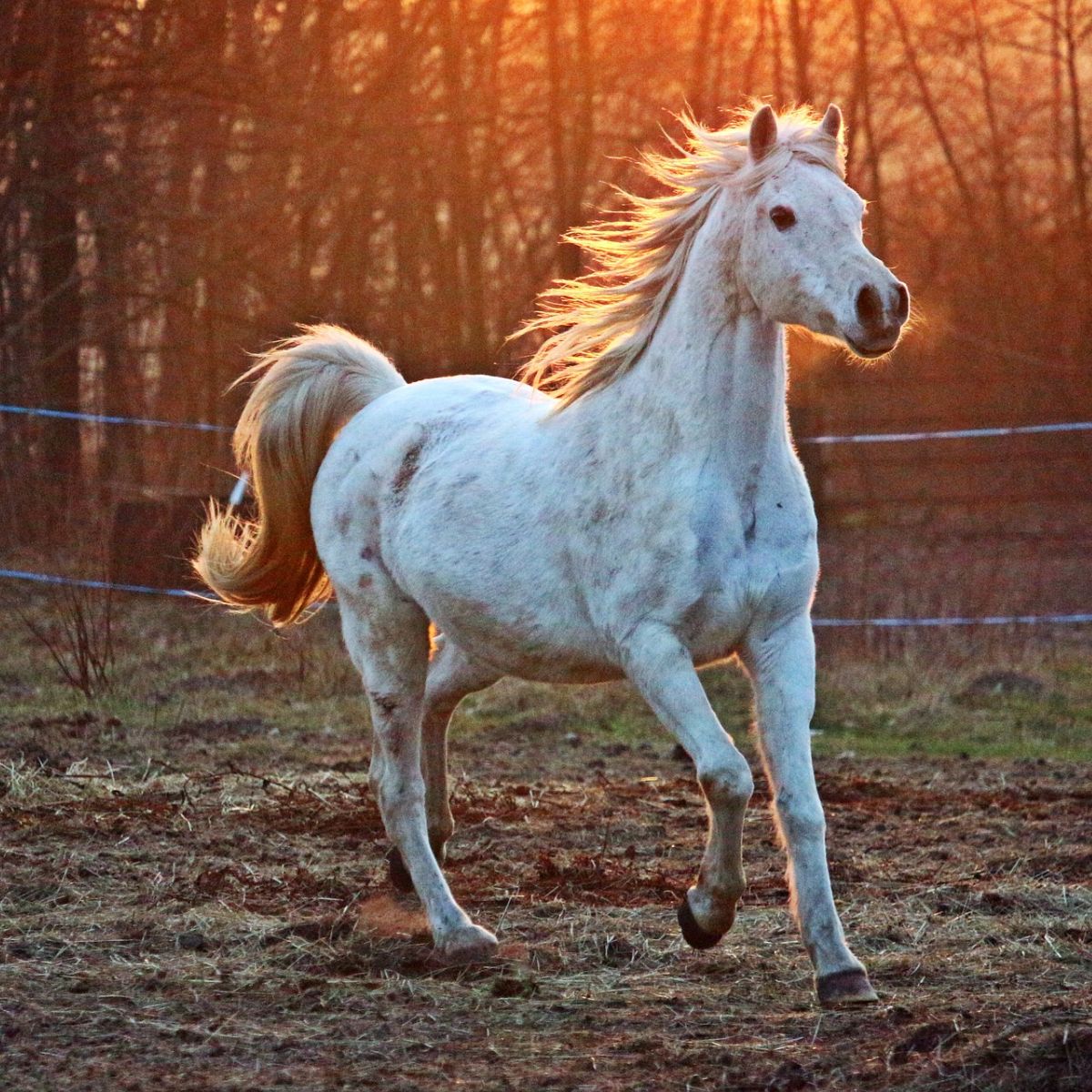 dream about white horse