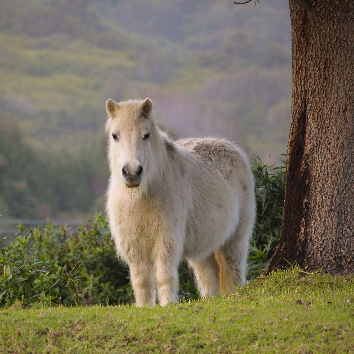 dreaming of white horse