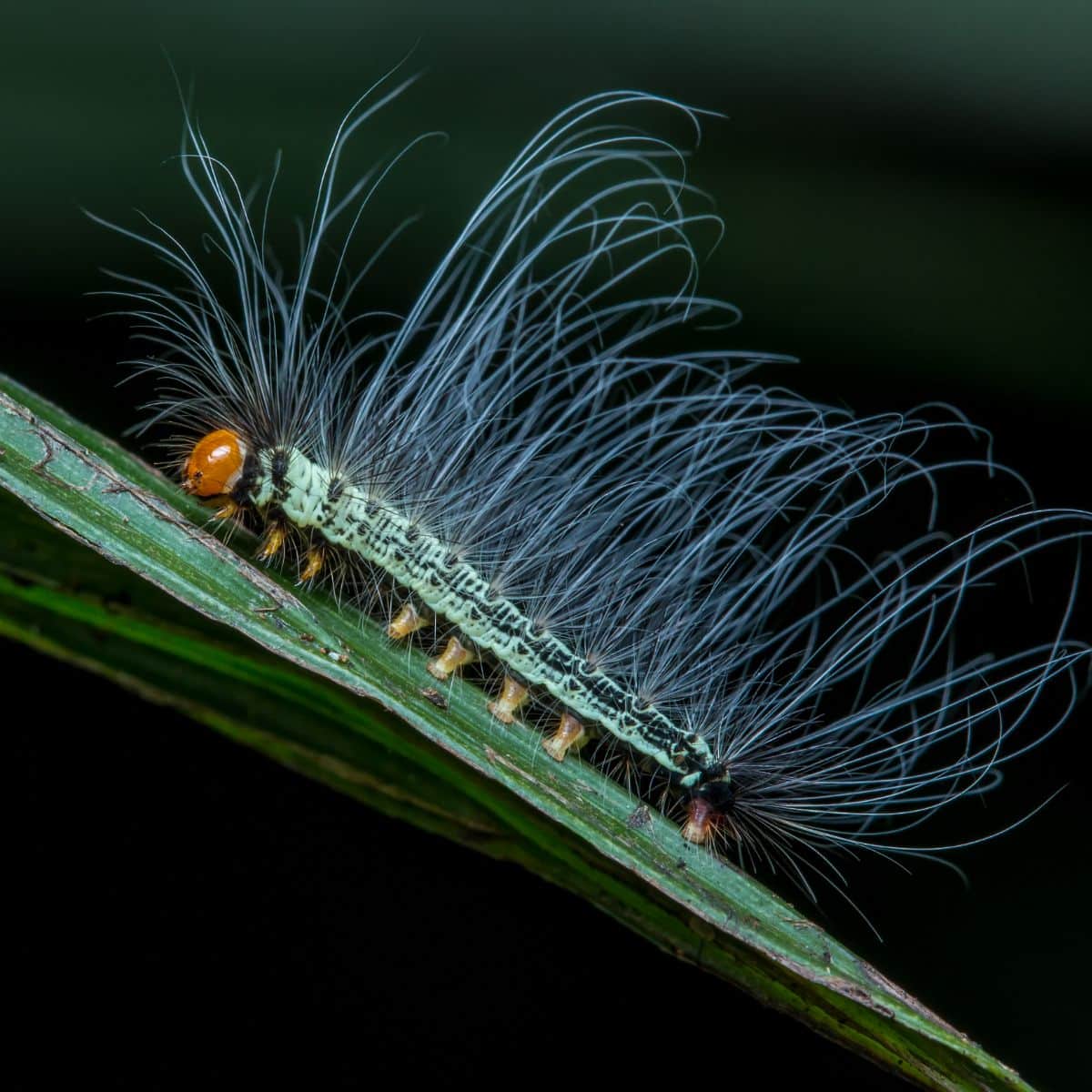 finding caterpillars in my house meaning