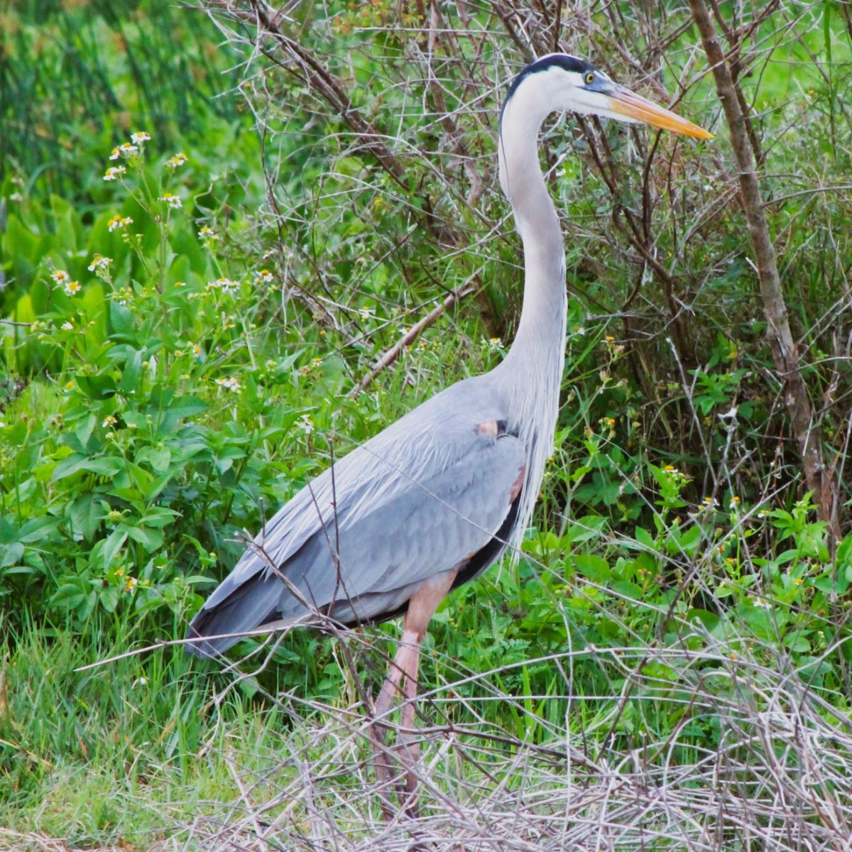 great blue heron symbolism