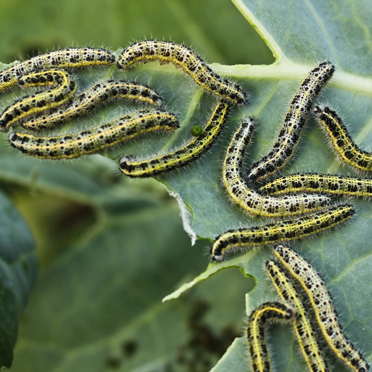 green caterpillar spiritual meaning