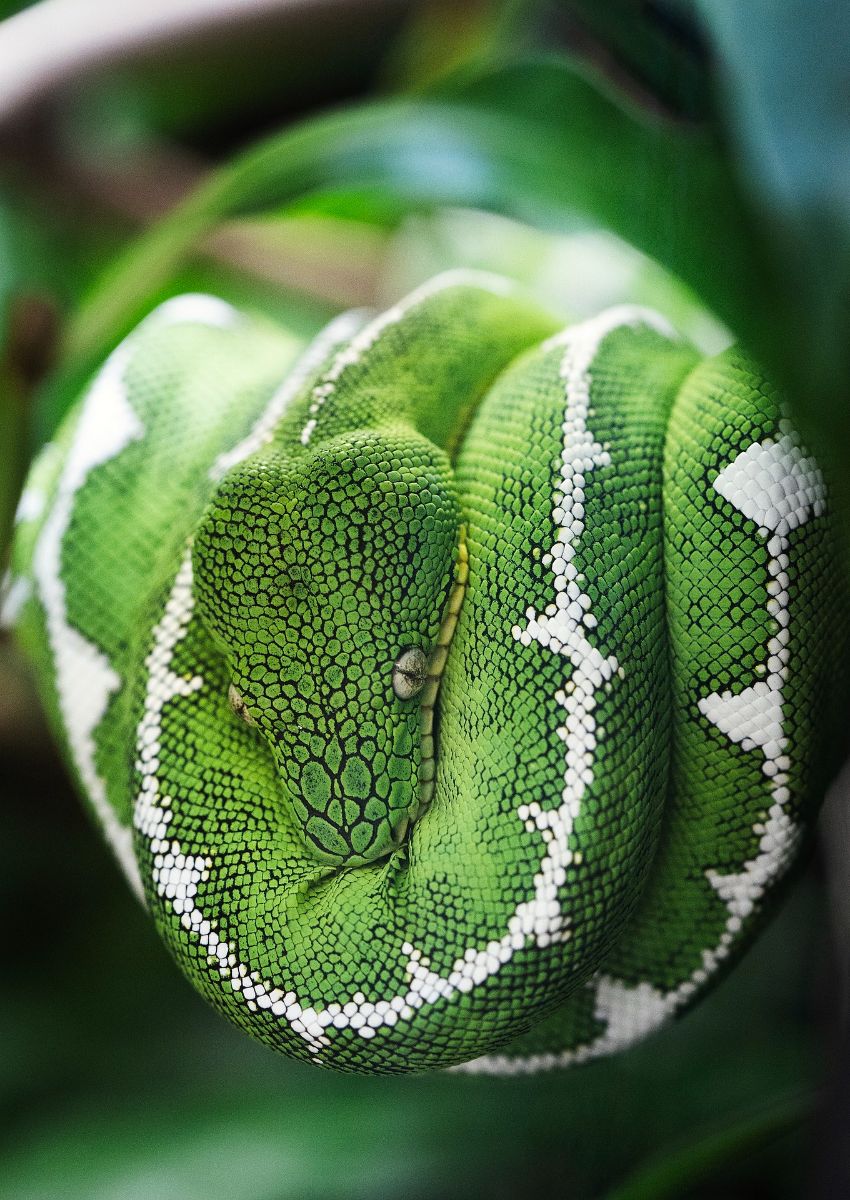 green snake in dream