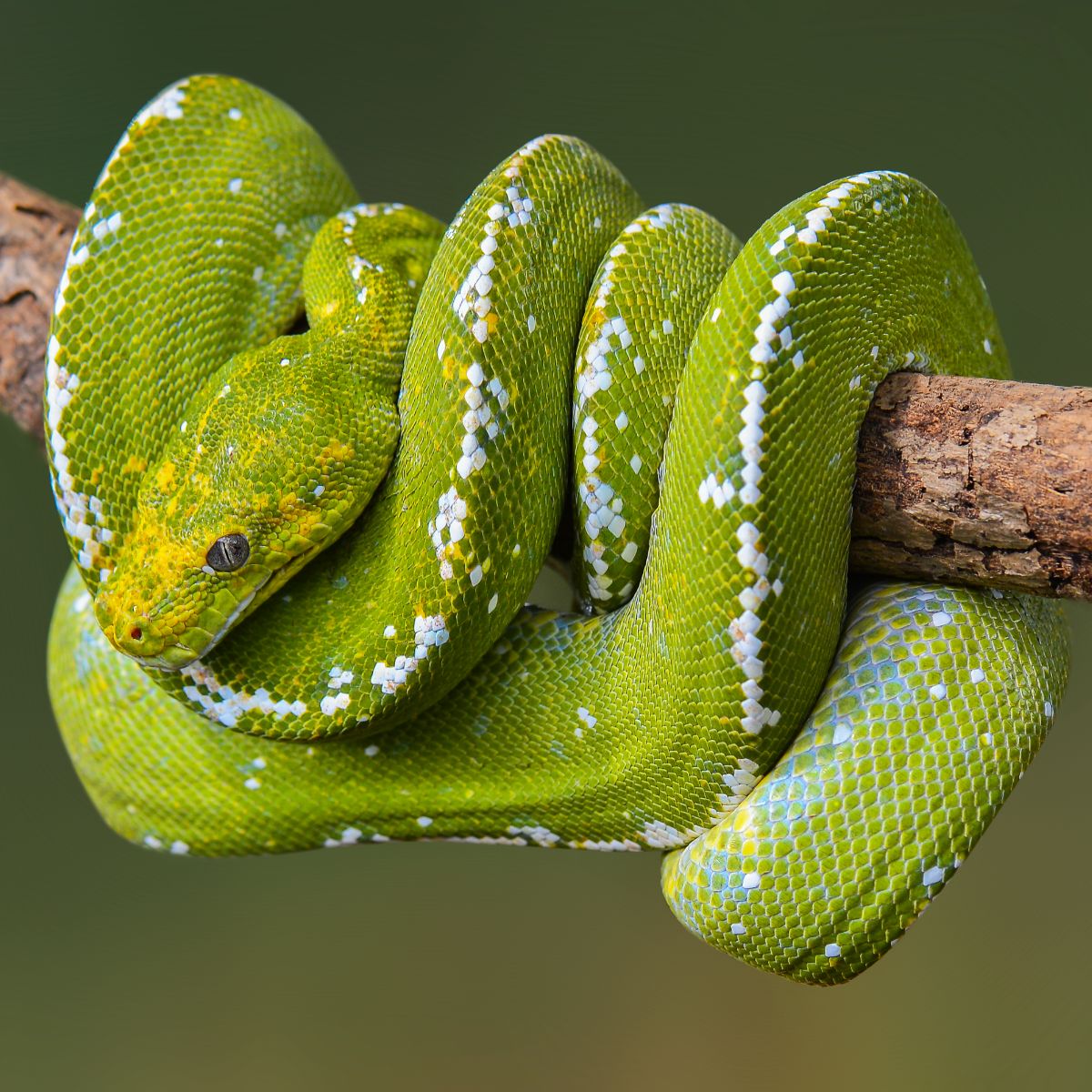 green snake spiritual meaning