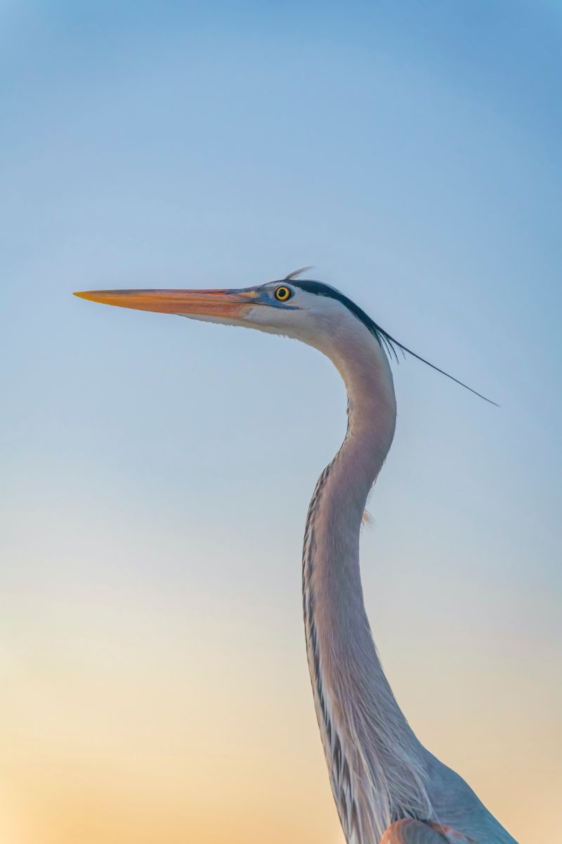 heron flying overhead meaning