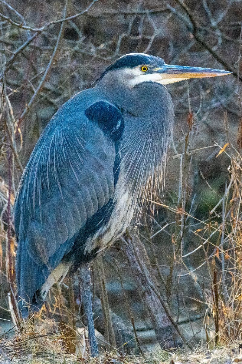 heron symbolism death