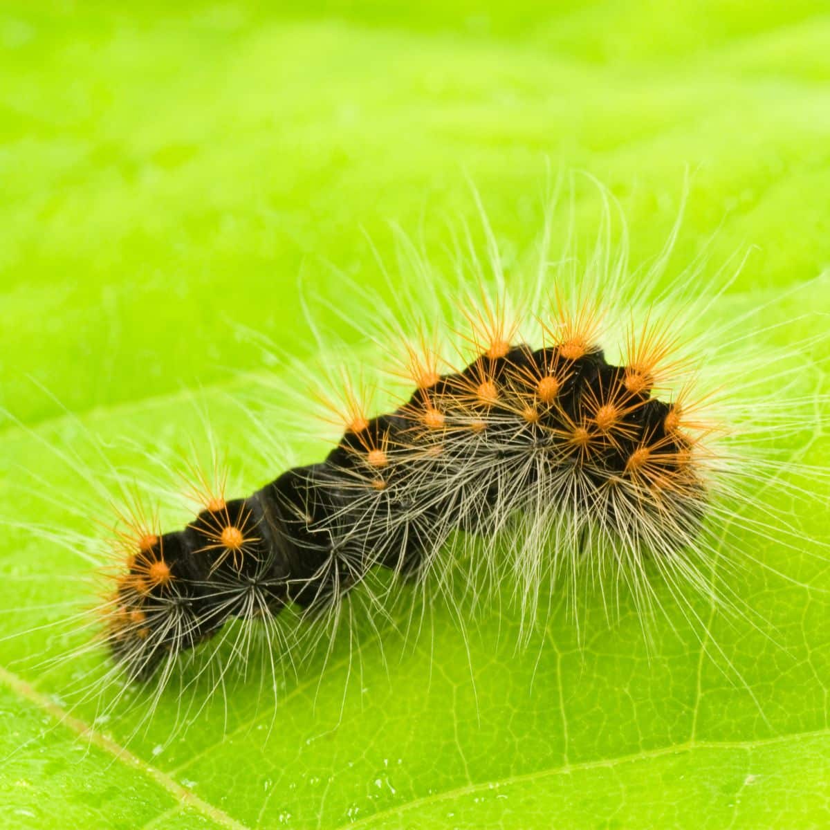 is it good luck to see a caterpillar