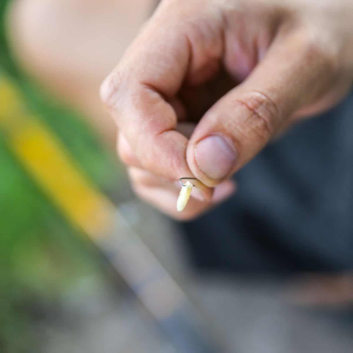 maggots in house on floor spiritual meaning