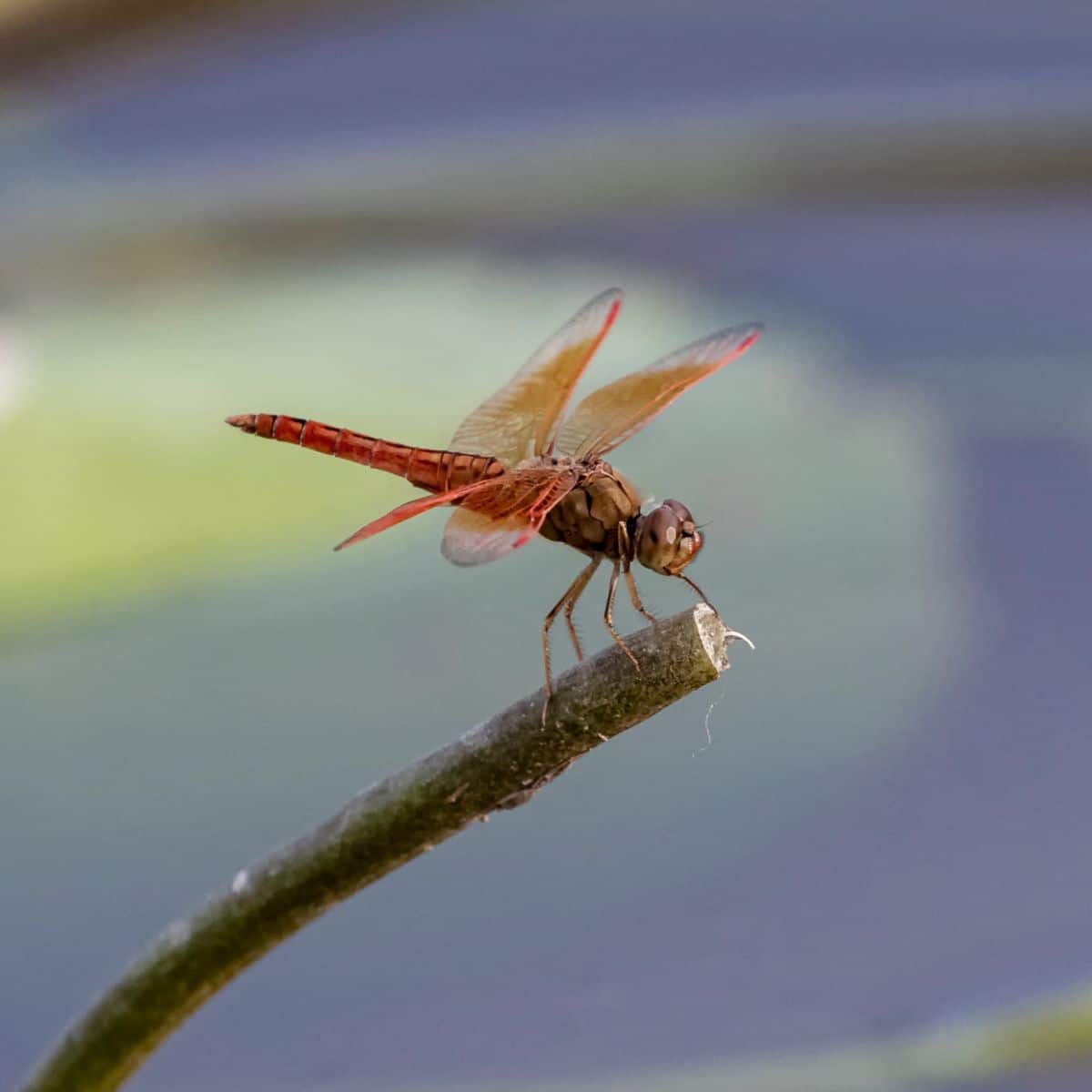 meaning of red dragonfly