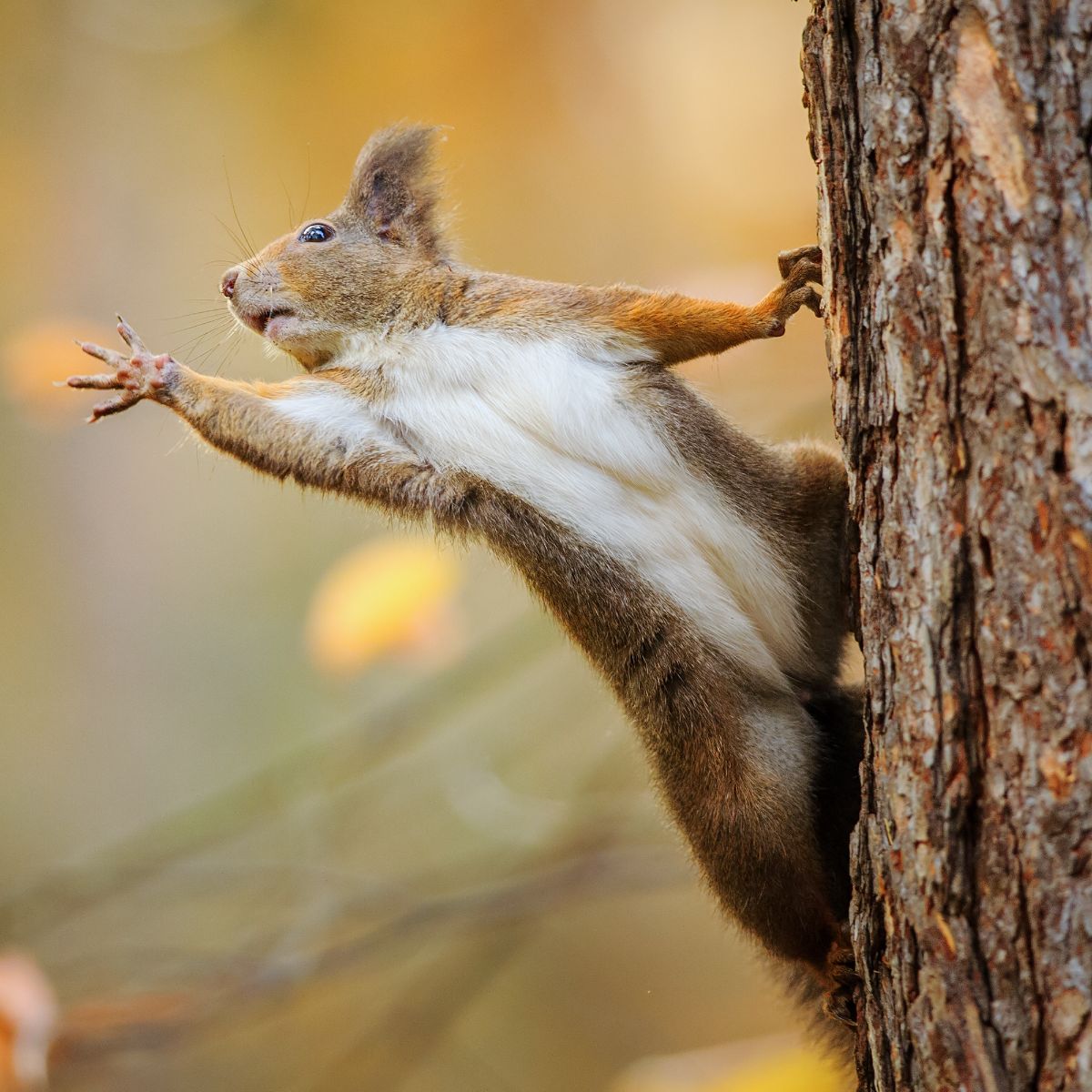 meaning of squirrel crossing your path