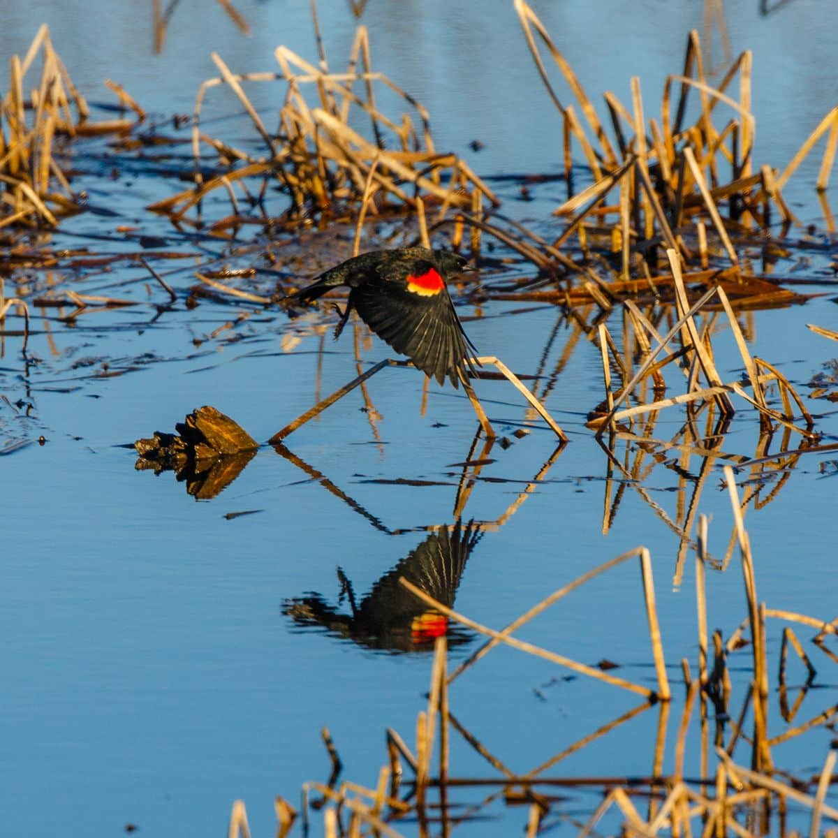 red winged black bird spiritual meaning