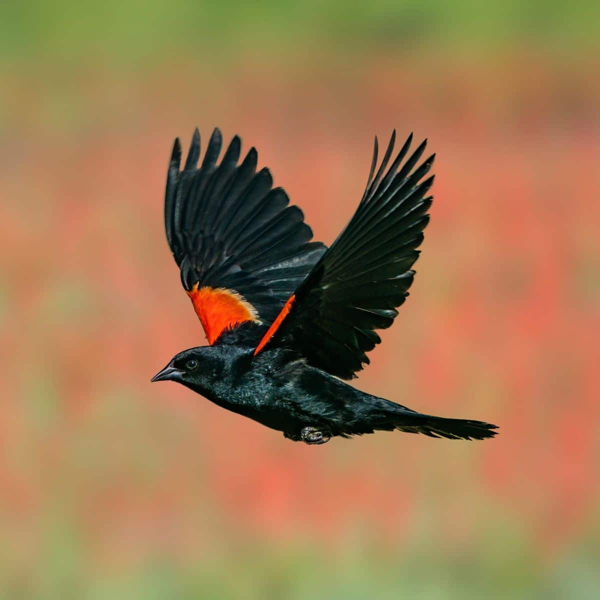 red winged blackbird symbolism