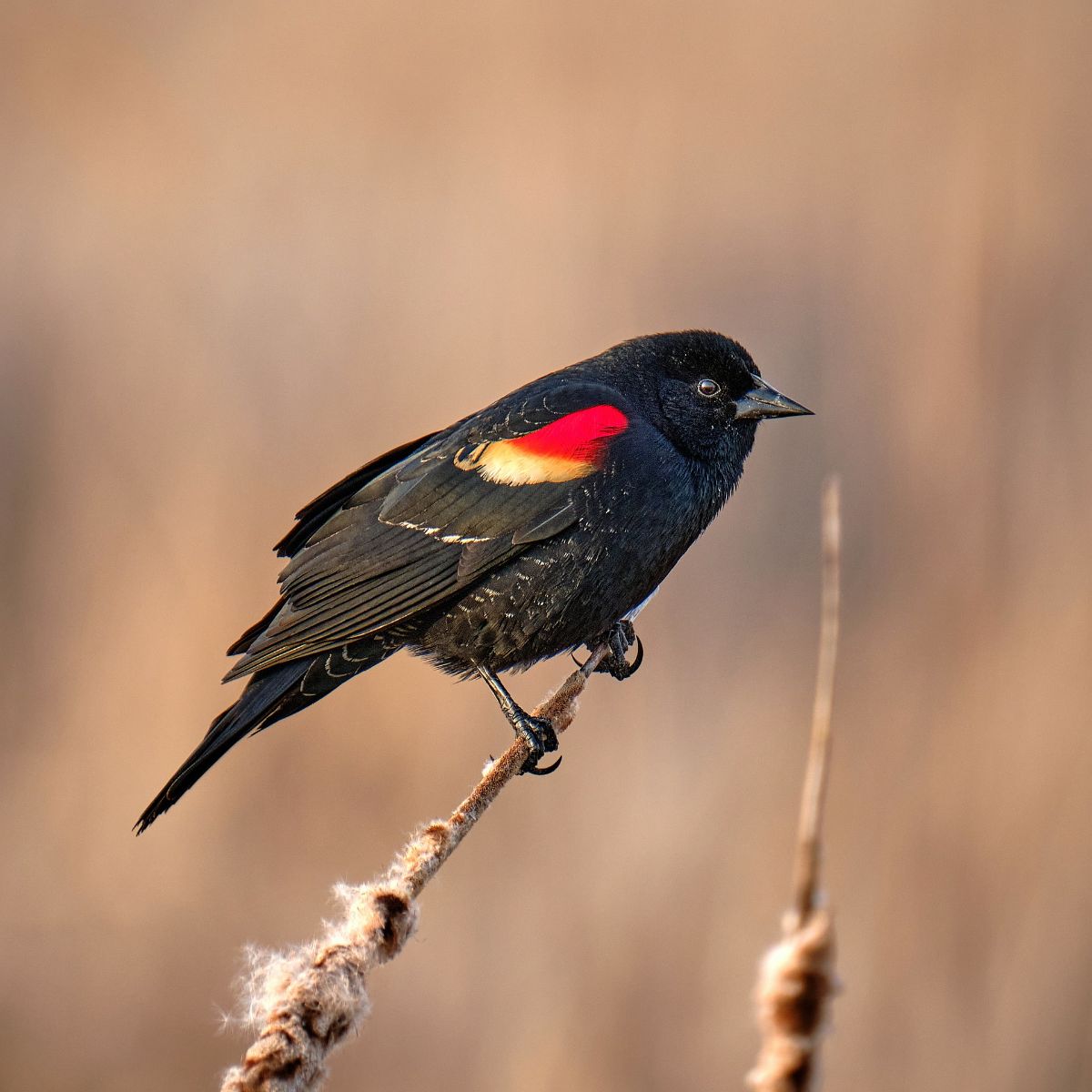 scarlet headed blackbird spiritual meaning