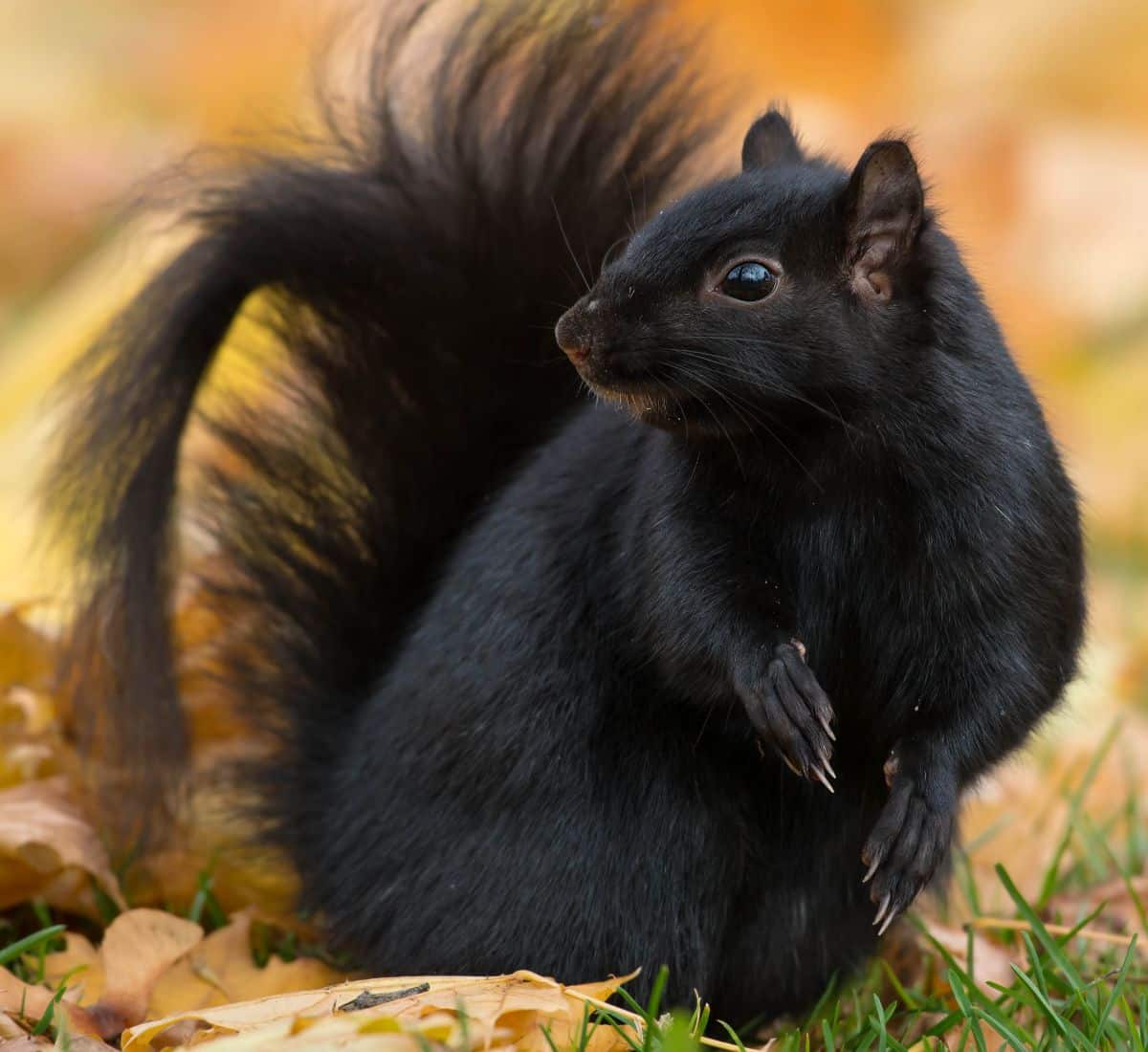 seeing a black squirrel spiritual meaning