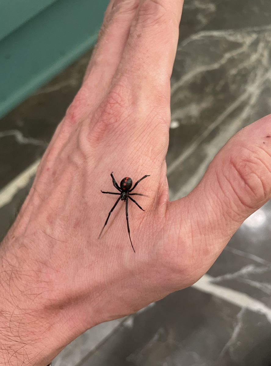 spider bite symbolism