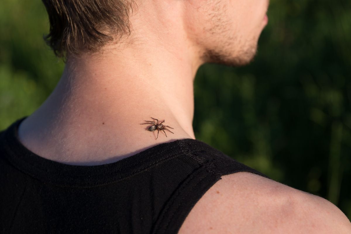 spider bites spiritual meaning