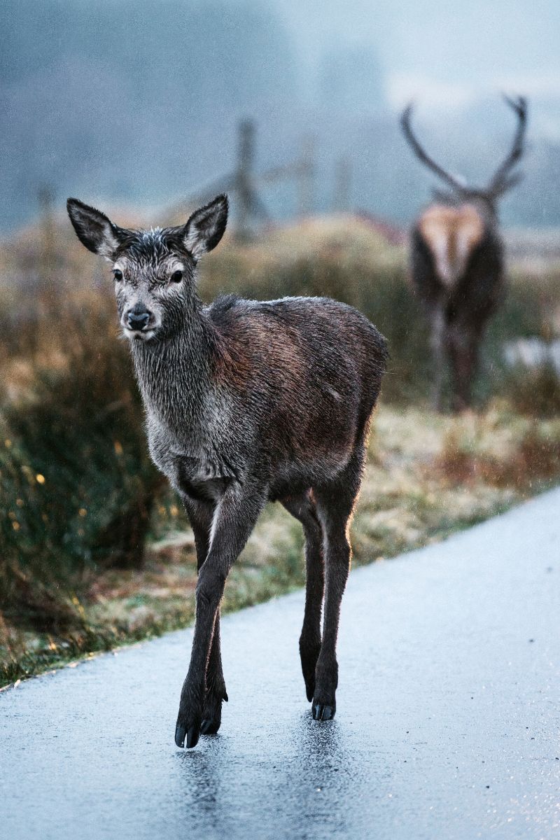 spiritual meaning of a deer in your path