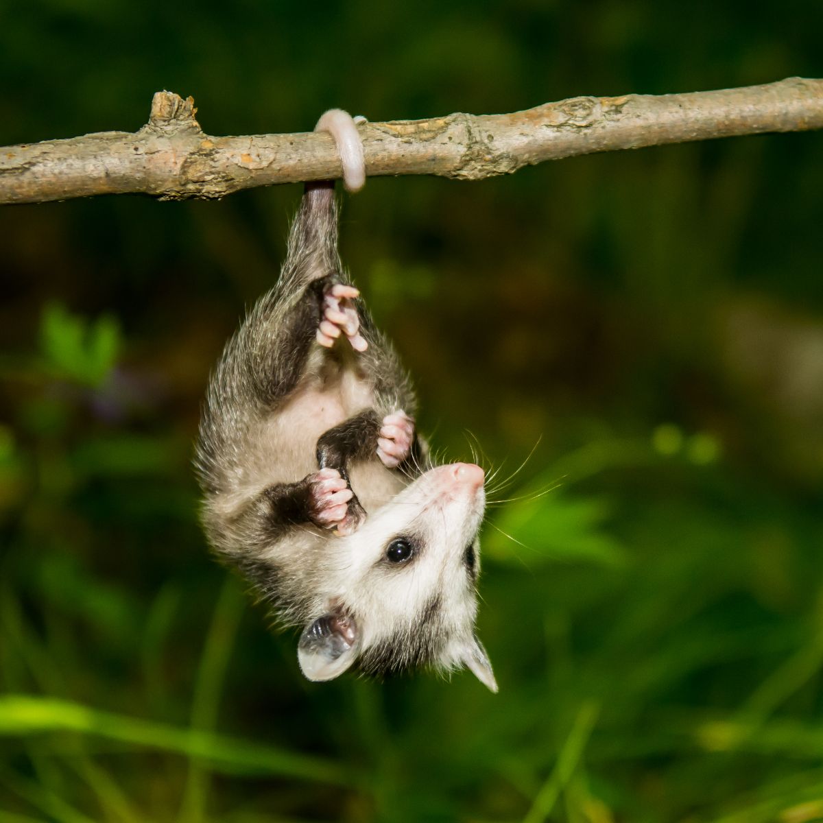 spiritual meaning of a possum crossing your path