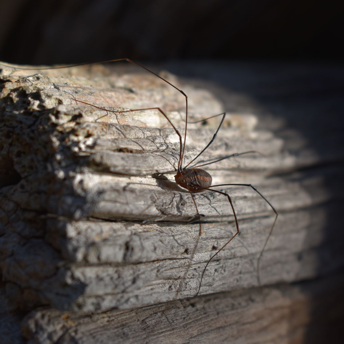 spiritual meaning of a spider bite