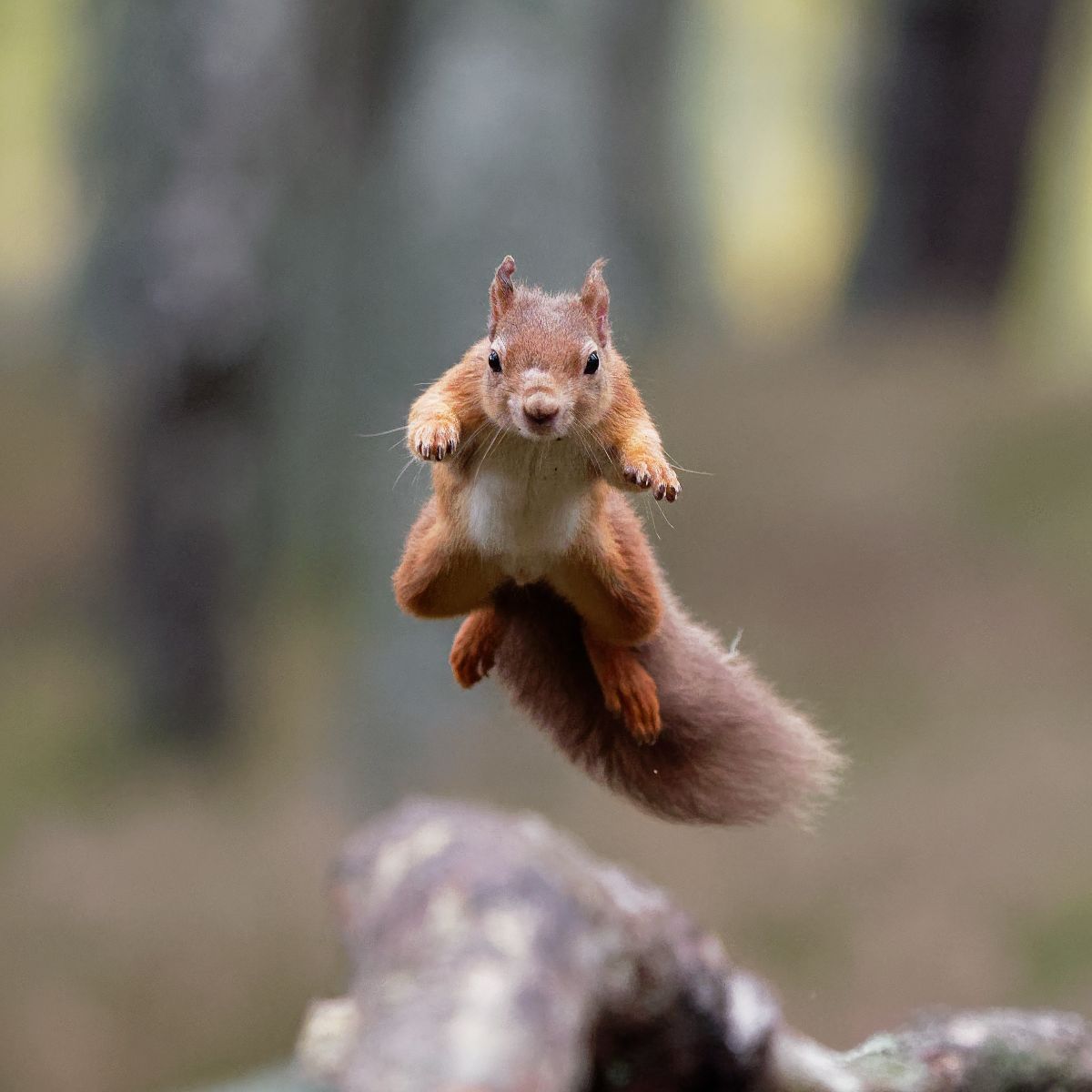 spiritual meaning of a squirrel staring at you