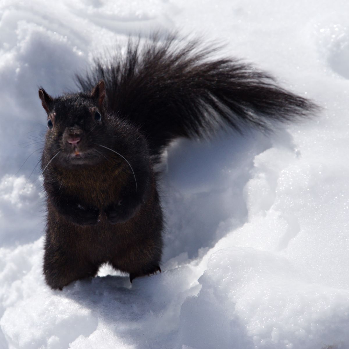 spiritual meaning of black squirrel