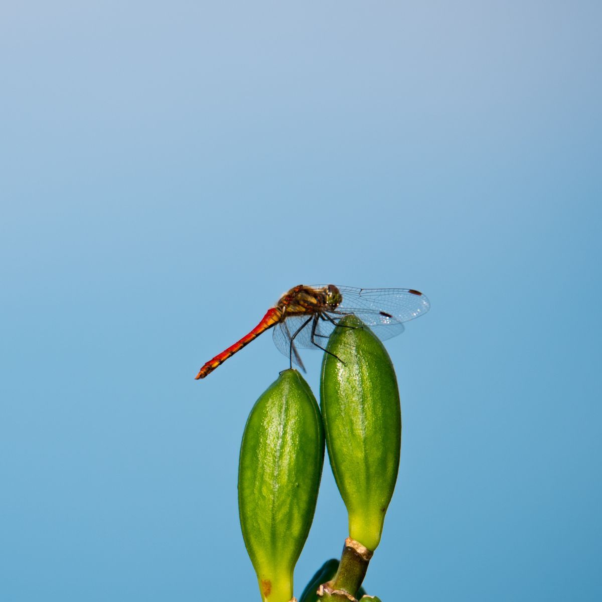 spiritual meaning of red dragonfly