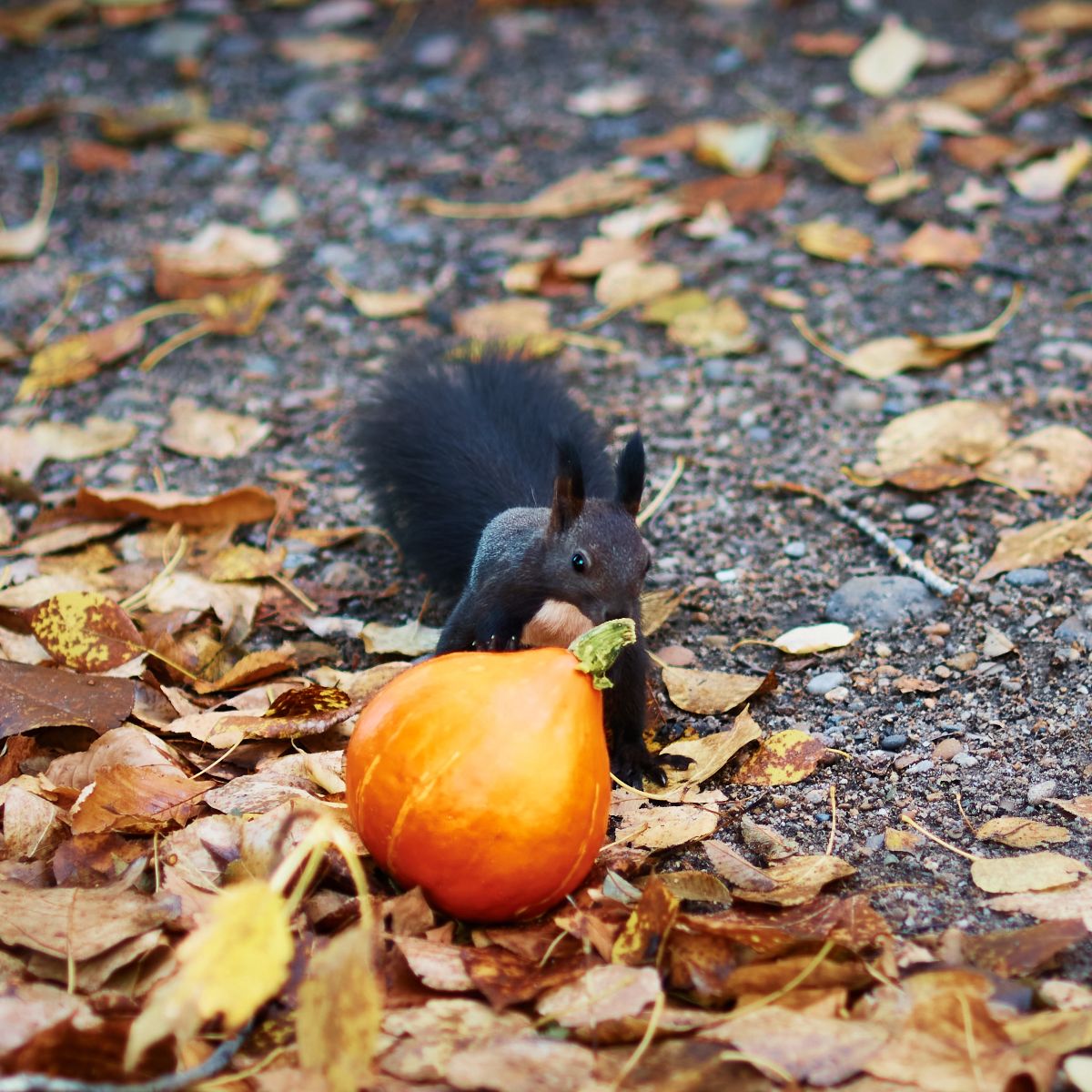 spiritual meaning of running over a squirrel